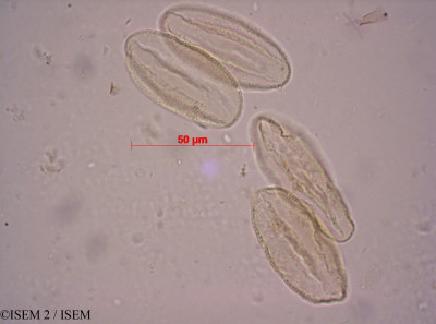 Heliophila pilosa - lame n° 33560